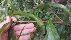 Lithocarpus hancei