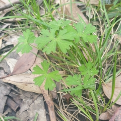 Geranium potentilloides