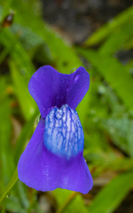 Utricularia reticulata