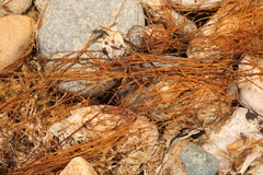 Desmarestia aculeata