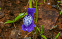 Utricularia reticulata