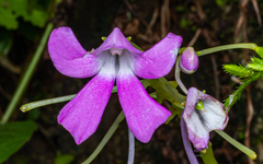Impatiens acaulis