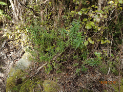 Veronica stenophylla