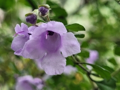 Prostanthera rotundifolia