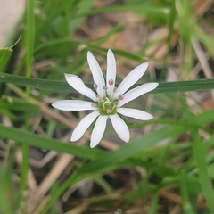 Stellaria flaccida