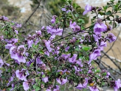 Prostanthera rotundifolia