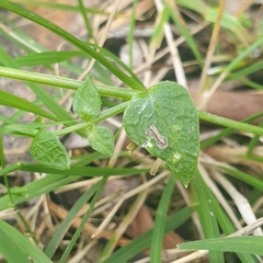 Stellaria flaccida