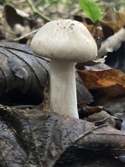 Agaricus hondensis