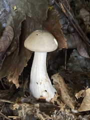 Agaricus hondensis