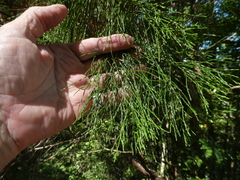 Callitris macleayana