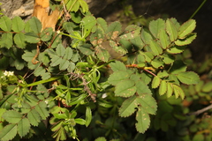 Rosa spinosissima