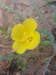 Eulobus sceptrostigma