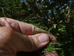 Callitris macleayana