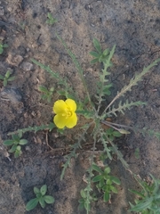 Eulobus sceptrostigma