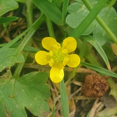 Ranunculus muricatus