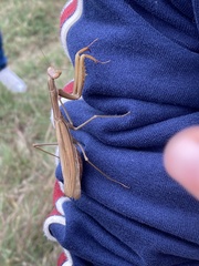Mantis religiosa