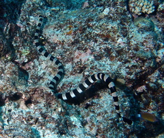 Laticauda saintgironsi