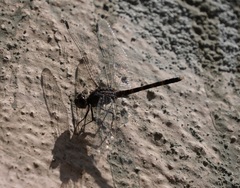 Bradinopyga geminata