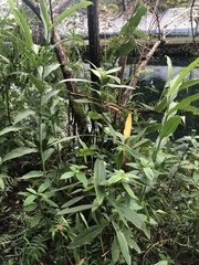 Hygrophila pogonocalyx