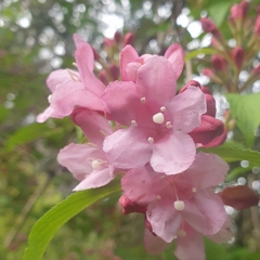 Weigela florida