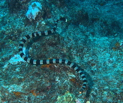 Laticauda saintgironsi