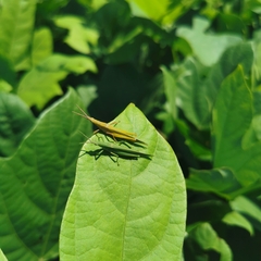Atractomorpha sinensis