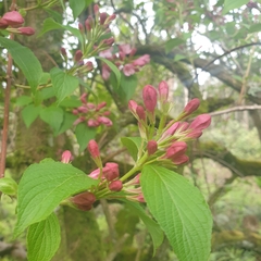 Weigela florida