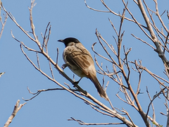 Pycnonotus aurigaster