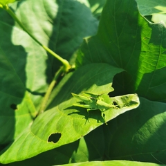 Atractomorpha sinensis