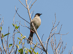 Pycnonotus aurigaster