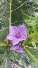 Solanum macrocarpon