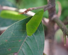 Graphium agamemnon