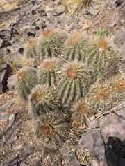 Trichocereus smrzianus