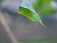 Graphium agamemnon
