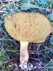 Suillus collinitus