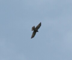 Accipiter soloensis