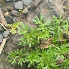 Soliva sessilis
