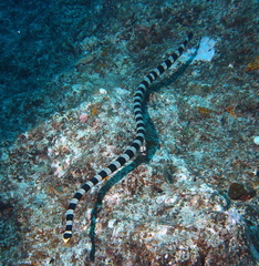 Laticauda saintgironsi