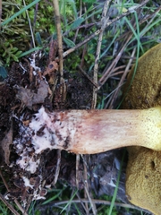 Suillus collinitus
