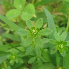 Galium murale