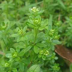 Galium murale
