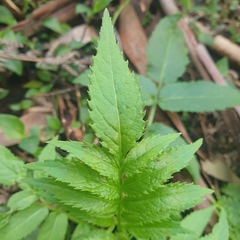 Sambucus gaudichaudiana