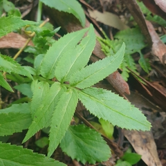 Sambucus gaudichaudiana