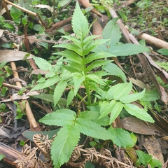 Sambucus gaudichaudiana