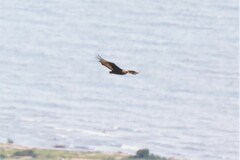 Terathopius ecaudatus