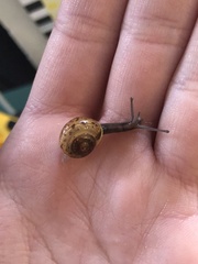 Hygromia cinctella