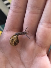 Hygromia cinctella