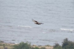 Terathopius ecaudatus