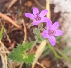 Erodium malacoides