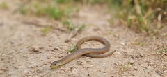 Delma inornata